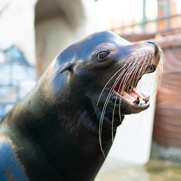 Sea Lions' Rock